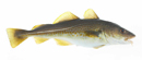 Torsk. Foto: Eksportutvalget for fisk